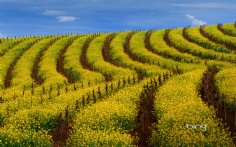 MustardRows1920x12008-1-2012 12_38_11 PM Bing Desktop